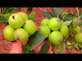 طريقة عبقرية تجعل اشجار التفاح تزيد الثمر الى خمس اضعاف😍😍Increase the fruits