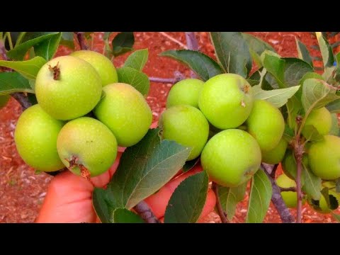 فيديو: ما هي التفاح الذهبي اللذيذ: معلومات عن أشجار التفاح الذهبية اللذيذة