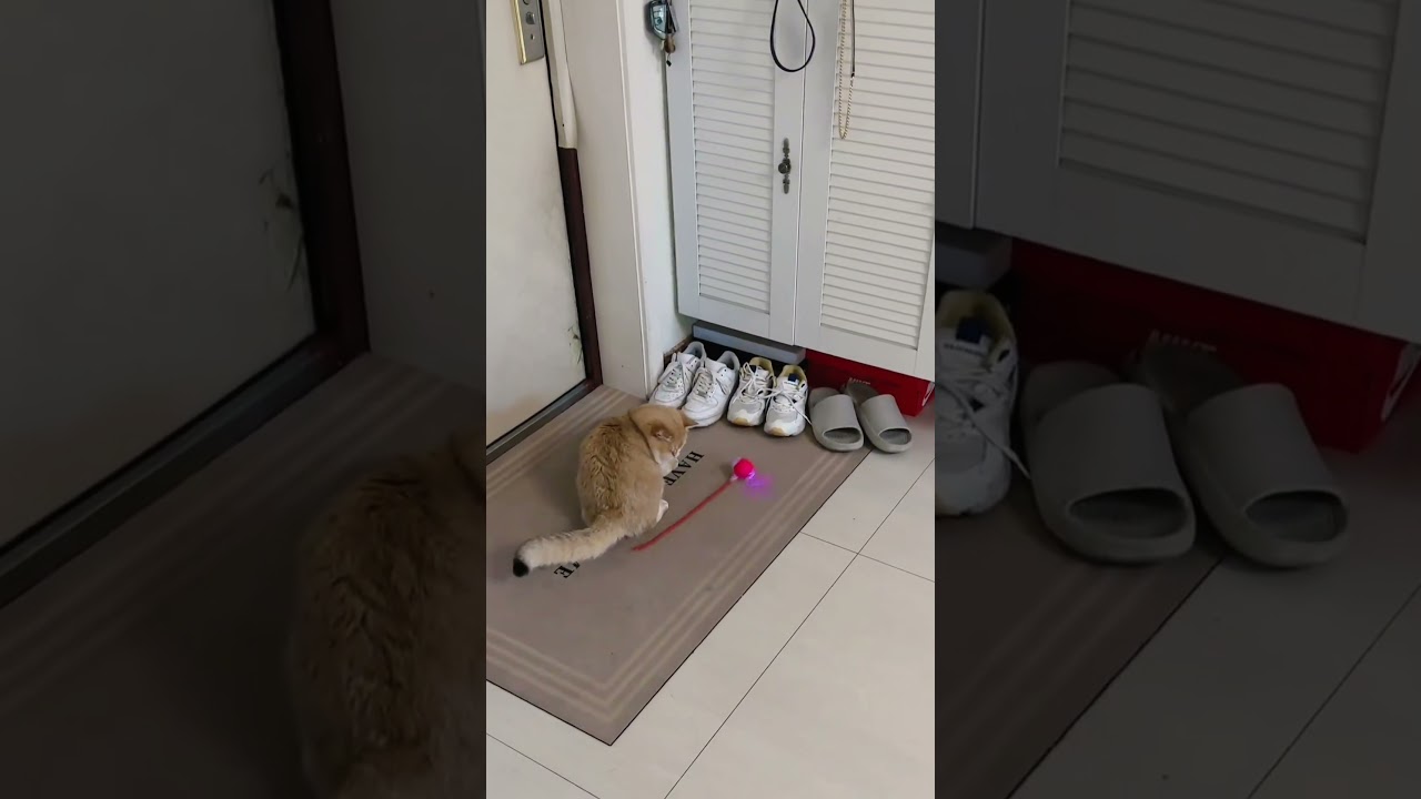 Flashing Cat Ball Toy 💡 