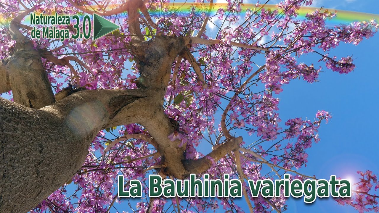 Árboles Ornamentales Urbanos del Mundo - La Bauhinia variegata 💚