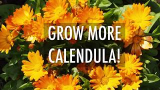 How to Plant and Grow Calendula