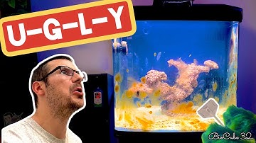 Overcome The Ugly Stage in a Reef Tank - BioCube 32 Reefing For Beginners