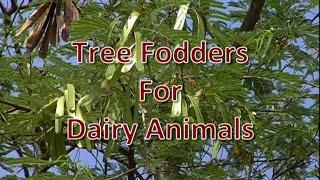 Tree Fodders for Dairy Animals