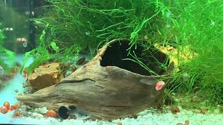 Relaxing fish tank video.