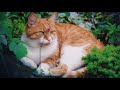 Cute catbaby cat and funny cats compilation54adiguruajay