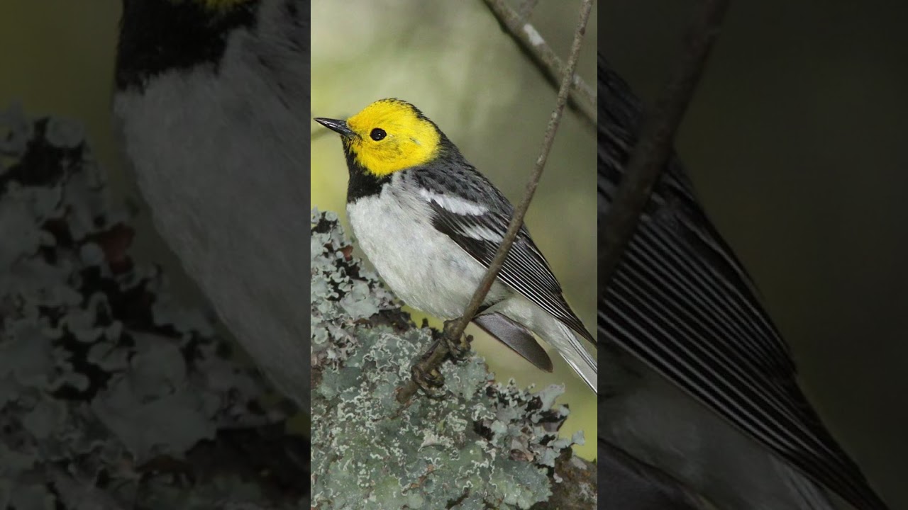 Hermit Warbler Bird Song Video: Bird Songs Western North America-Peaceful Nature Sounds