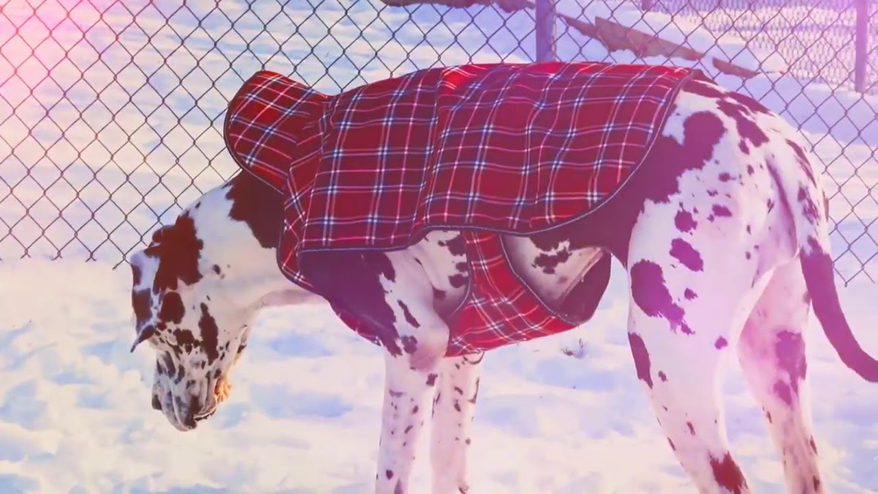 First Snow at Norwichtown Pet Resort & Spa YouTube