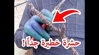 طريقة للقضاء على حشرة التين الشمعية الجدري .| How to kill fig tree bugs