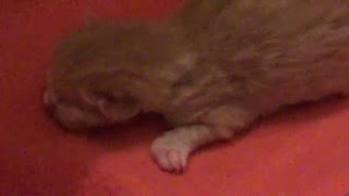Kitten UnBoxing ~ Newborn Kittens & Mama Cat ~ Foster Litter #8