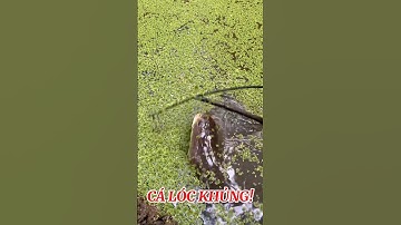 Cá Lóc Khủng Kéo Gãy Cần!