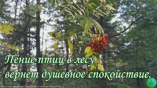 Пение птиц в лесу вернет душевное спокойствие/Звуки природы/Birdsong/Sounds of nature