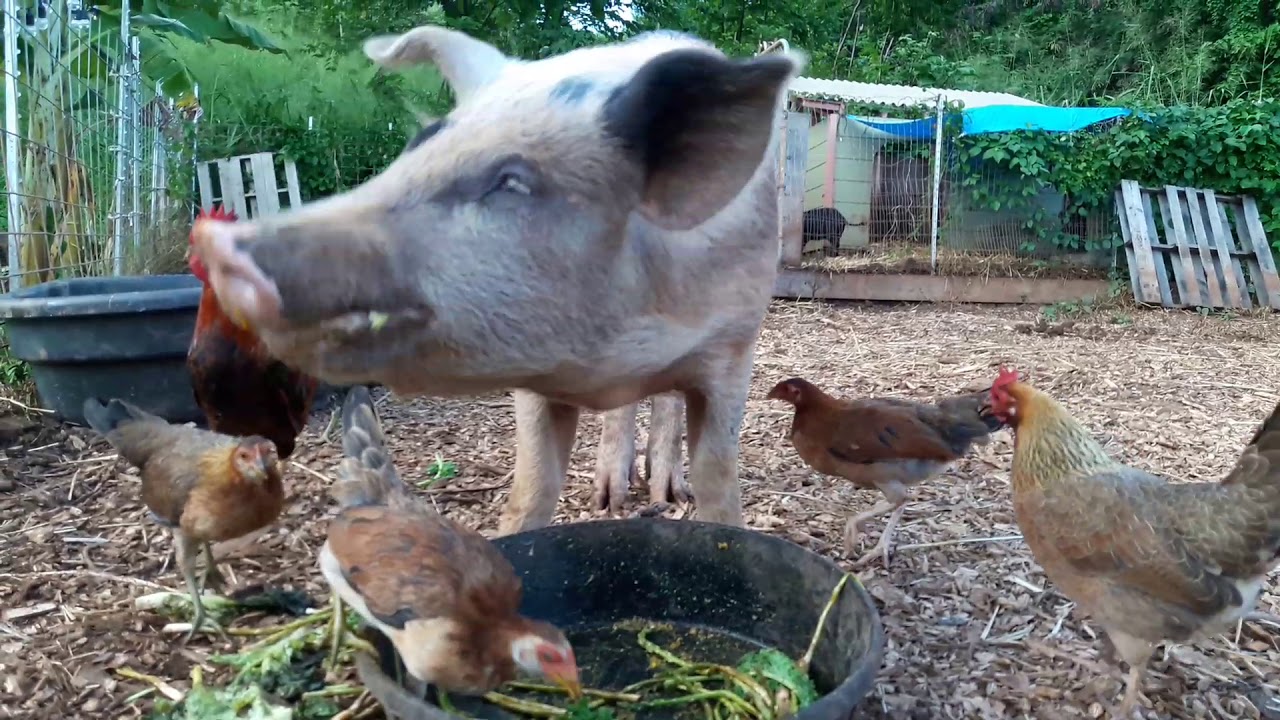 Happy rescued Pigs eating Kale and Fruit at the Animal Sanctuary YouTube