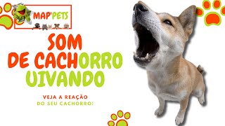 Cão Uivando: Desperte o Lado Selvagem do Seu Pet