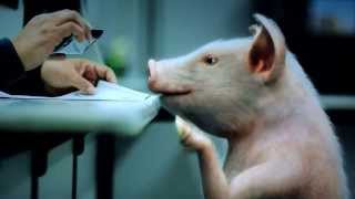 Geico Commercial In Bmv  Those Stink In Bmv Employees Need To Treat My Buddy Better