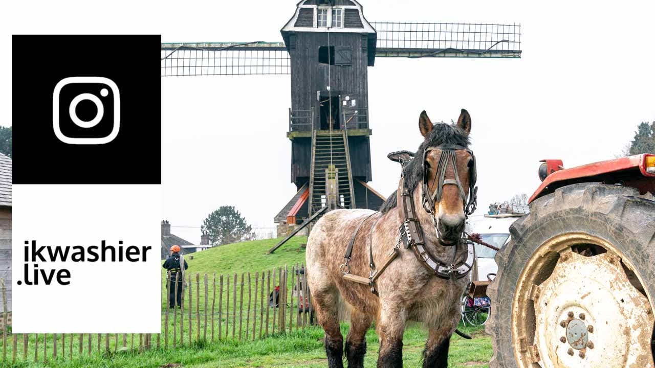 Belgisch trekpaard Ruby in rosmolen Te Rullegem - Draft horse mill - Draft Horses 4 Instagram