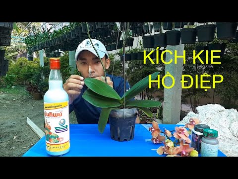 Hướng Dẫn Kích Kie Nhân Giống Lan HỒ ĐIỆP ABCLam | Foci