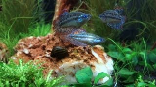 Nano Cube Aquarium HD - 116 days time lapse