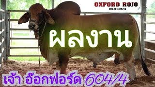 ผลงาน เจ้า อ๊อกฟอร์ด 604/4 ส่งลูกสวย เนื้อหนังกระดูกโครงสร้างมาเต็ม #เปิดการมองเห็น