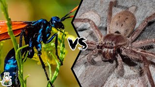 Hawk Wasp vs Huntsman Spider - Which is Deadlier?