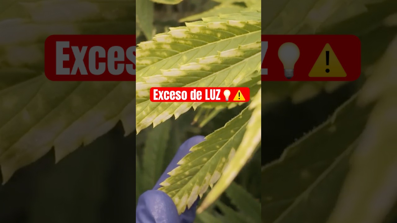Cuál es la Distancia del LED en Cada Etapa de Cultivo?