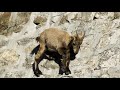 The incredible ibex defies gravity and climbs a dam  Forces of Nature with Brian Cox   BBC