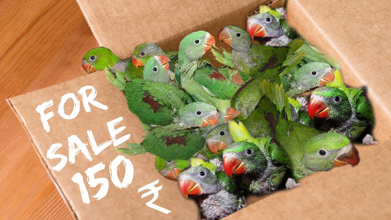 indian green parrots and chicks for in india sale #parrots ...