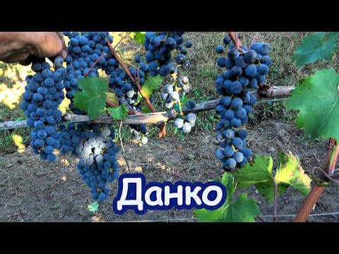 Виноград ДАНКО /сахаристость на 16 и 26.09. 2023 /Лучшие винные сорта