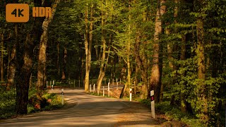 Evening forest and singing of birdsThe atmosphere of a fringe forest  Relaxing Spring Ambience