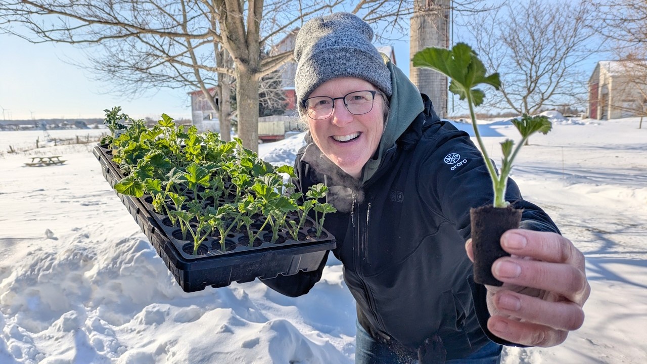 #99 Черенки герани, успешный рост семян 🌱… и гниющие георгины 😟