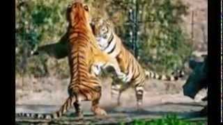 Information A list of most endangered Tigers in the world News