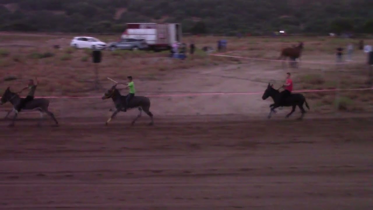 palio orune 05.08.2024 corsa asinelli