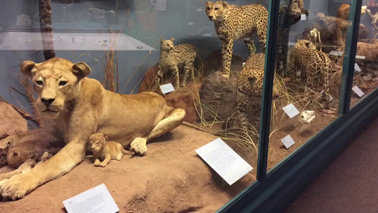 Львы в чикаго в музее естественной истории