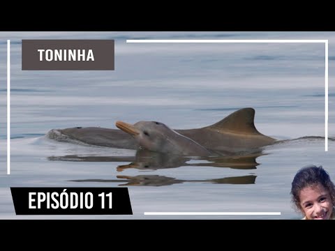 Vídeo: Diferença Entre Golfinho E Toninha