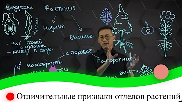 Отличительные признаки отделов растений. 8 класс.