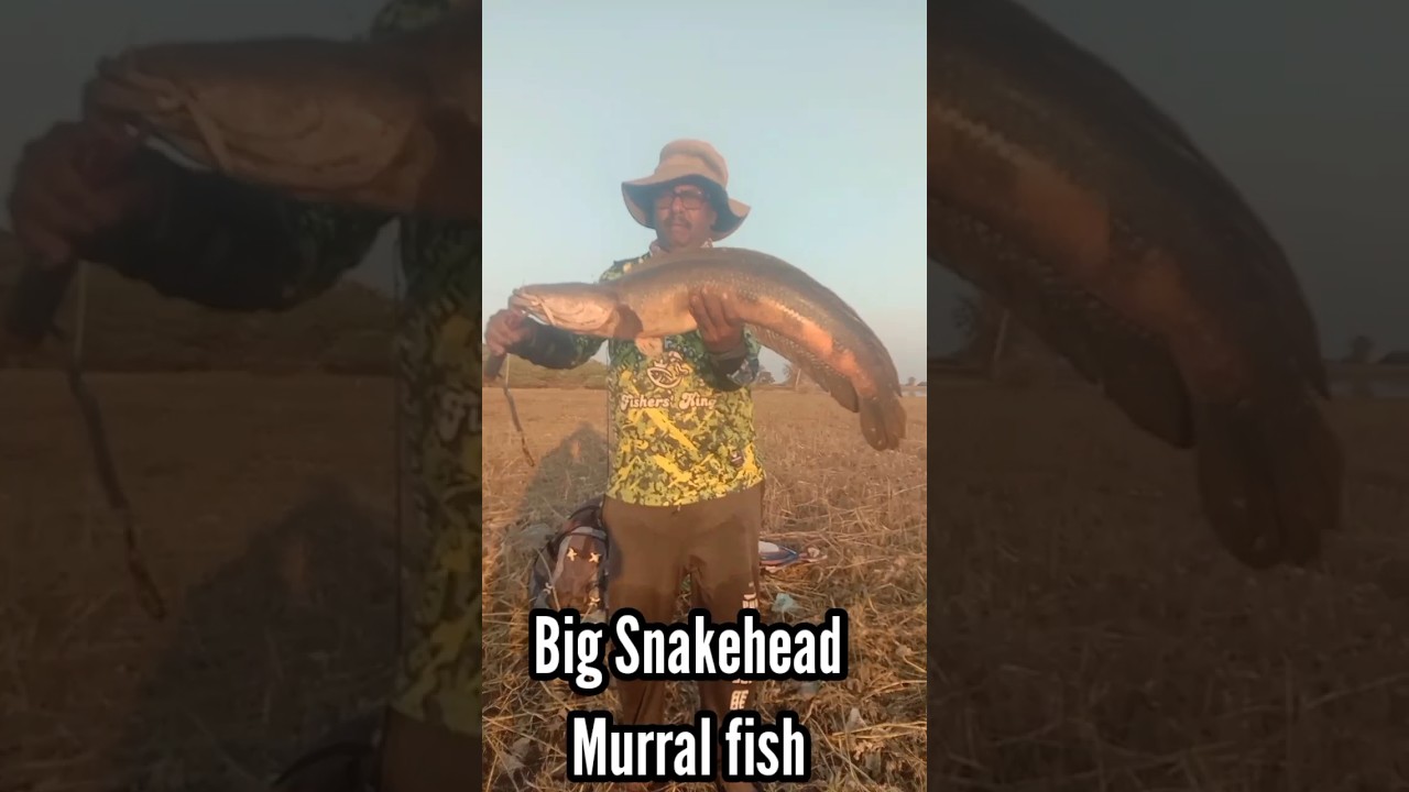 Big Snakehead fish|Murral fish|