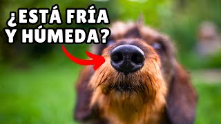 El verdadero MOTIVO por los que los perros tienen la NARIZ FRÍA Y HÚMEDA by Zona Perros 1,620 views 2 months ago 9 minutes, 24 seconds
