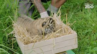 Sumatran tiger cubs first health check