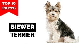 Biewer Terrier  Top 10 Facts