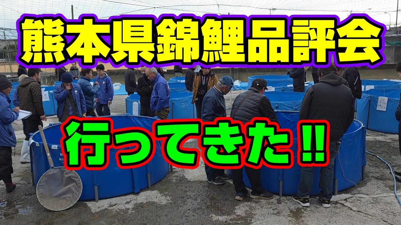 【汚池再生計画】2025『熊本県錦鯉品評会』今年最後の品評会に行ってきた‼#錦鯉 ＃koipond#koi ＃錦鯉品評会＃泳ぐ宝石錦鯉
