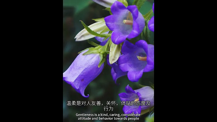7月10日，生日花日簽-紫風玲草(溫柔)#花語#日簽#365天生日花#每日一花#花歷中文名-風鈴草拉丁學名-Campanula medium門-被子植物門綱-木蘭綱目-菊目科-菊目屬-風鈴草屬 - 天天要聞