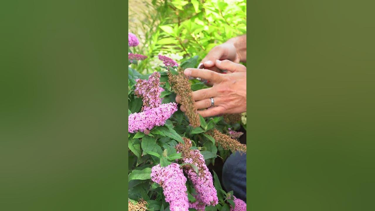 How to Easily Deadhead Buddleia ️ shorts YouTube