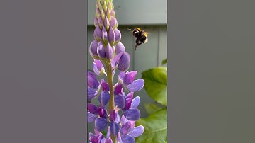 Bee 🐝 Ladybird 🐞 Caterpillar 🐛 Kids Song about Bugs! #kidssongs #kidsvideo #children #kids #bugs