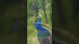 Love Peacock 🦚 #shortsfeed #trendingshorts #viral #love #nature #naturephotography #photography #pic