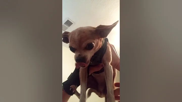 Chihuahuas needing love