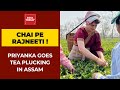 Priyanka Gandhi Plucks Tea Leaves With Workers in Assam; Chai Takes Centerstage In This Poll Season!