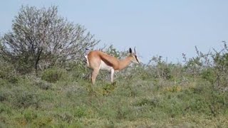 Spingbok giving birth