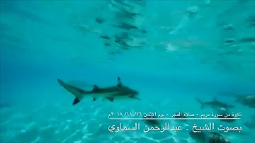 تلاوة من سورة مريم - صلاة الفجر ٢٦ / ١١ / ٢٠١٨ م - بصوت الشيخ:عبدالرحمن السماوي - مسجد العظيمان