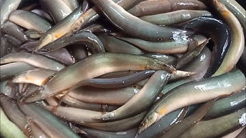 VNQT | Mùa Nước Nổi Vớt Cá Trạch Mỏi Tay | TT-367