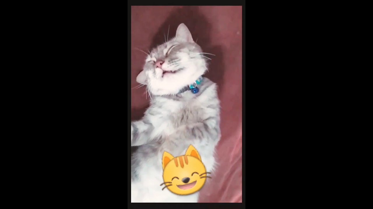 Kucing lucu kucing gemas kucing tidur - YouTube