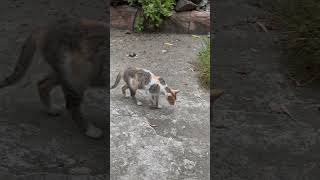 Mother Cat Walking #shorts #shortvideo #cat #kitten